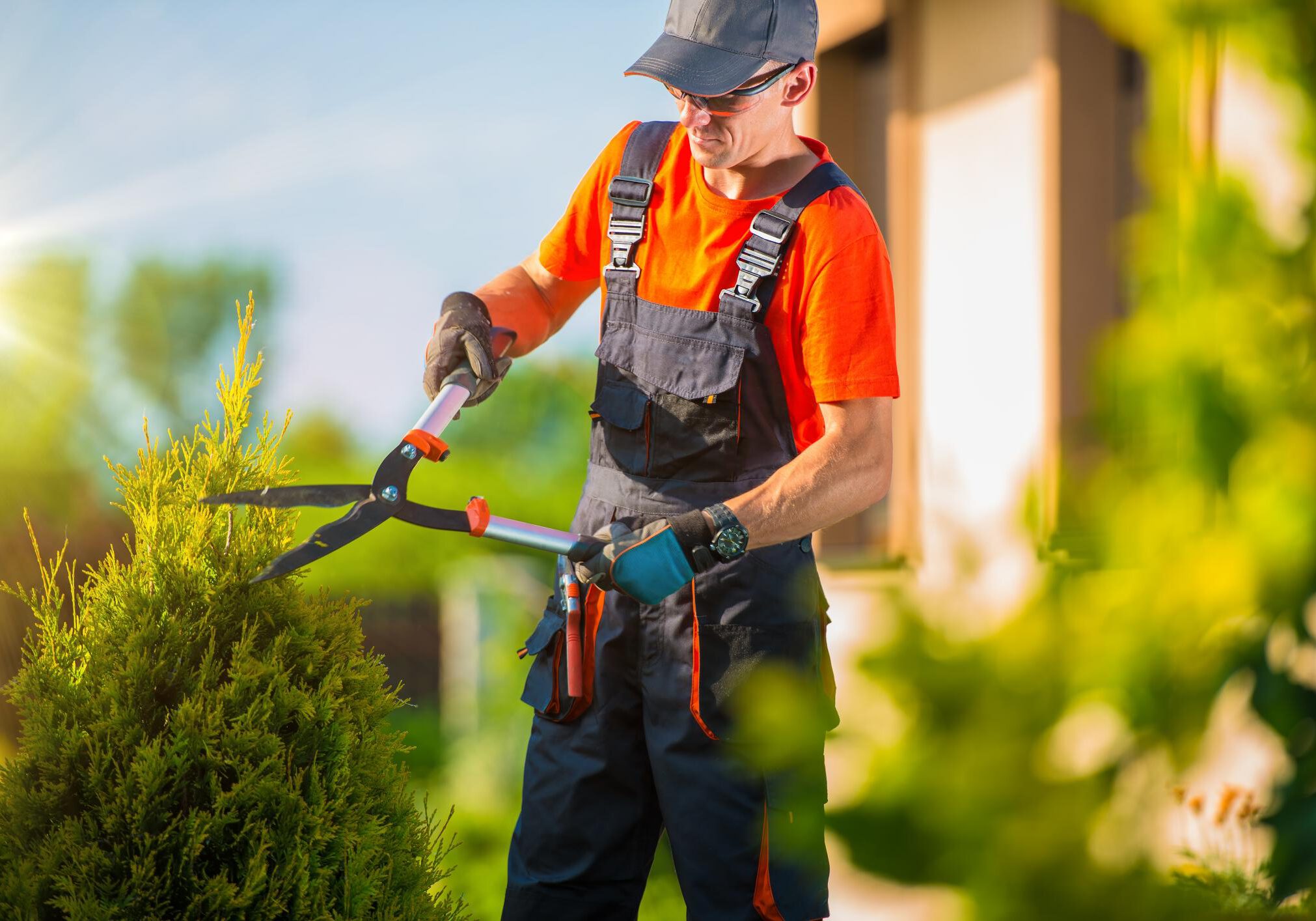 This is a picture of a tree and shrub care.